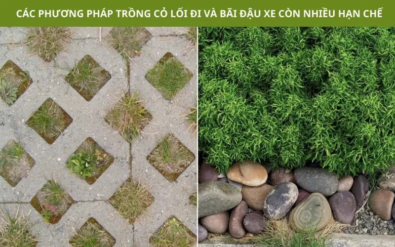 Vỉ Trồng Cỏ Chịu Lực | Tất Tần Tật Về Lợi Ích, Ứng Dụng Và Cách Lắp Đặt